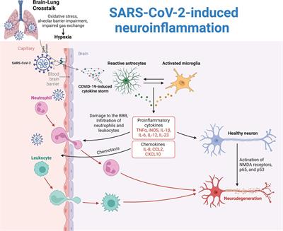 COVID-19-associated encephalopathy: connection between neuroinflammation and microbiota-gut-brain axis